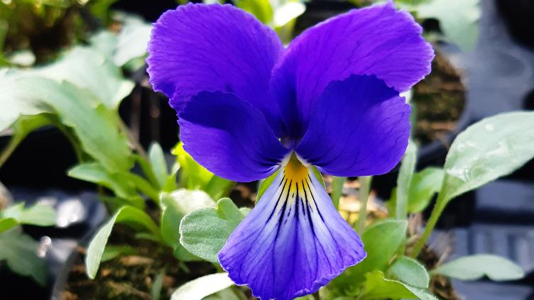 Viola corsica `Little Gem`