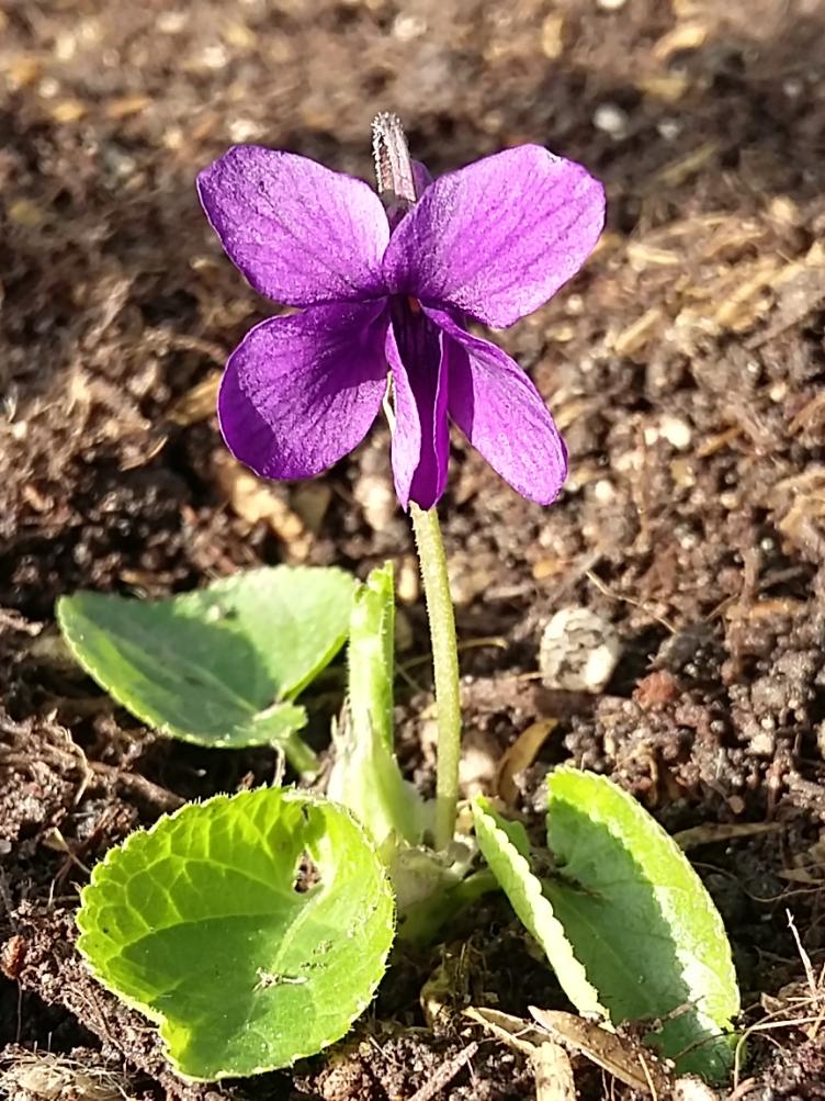 Viola odorata `Baronne de Rothschild`