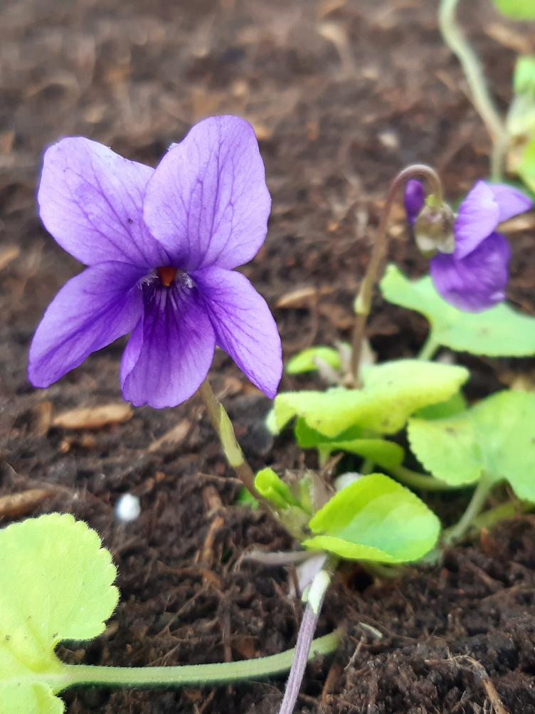 Viola odorata `The Czar`