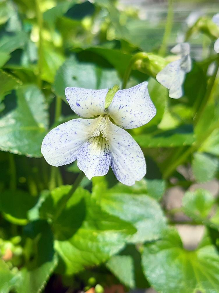 Viola sororia `Freckles`