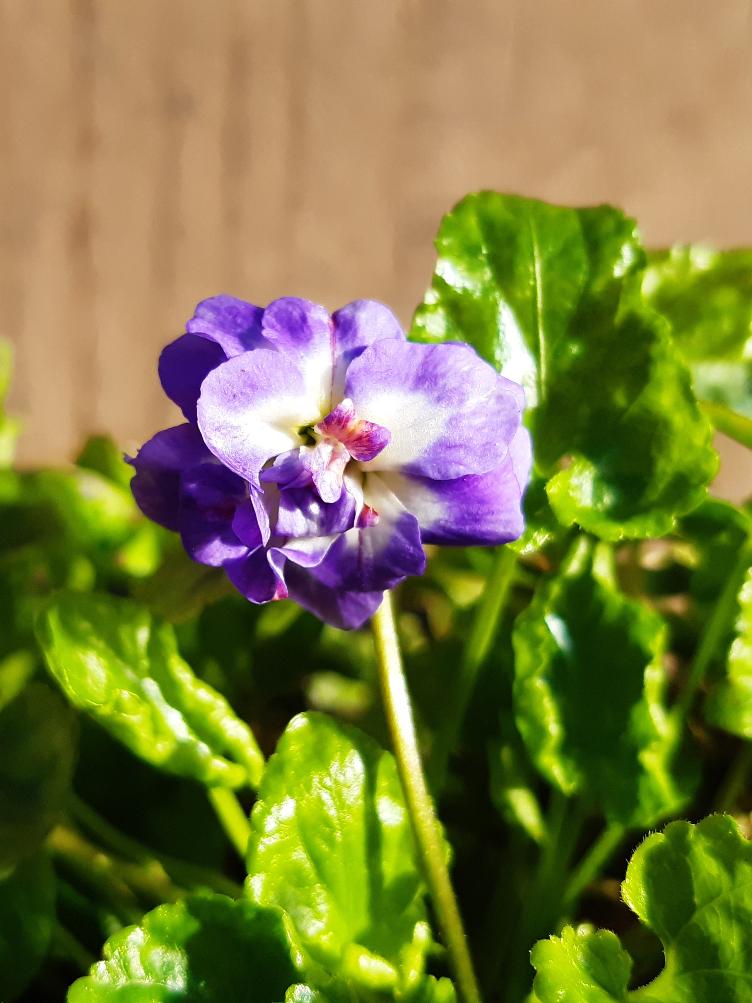 Viola suavis `Marie-Louise`