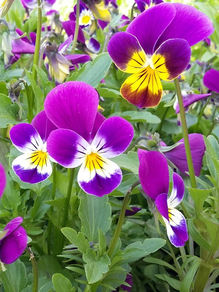 Viola tricolor
