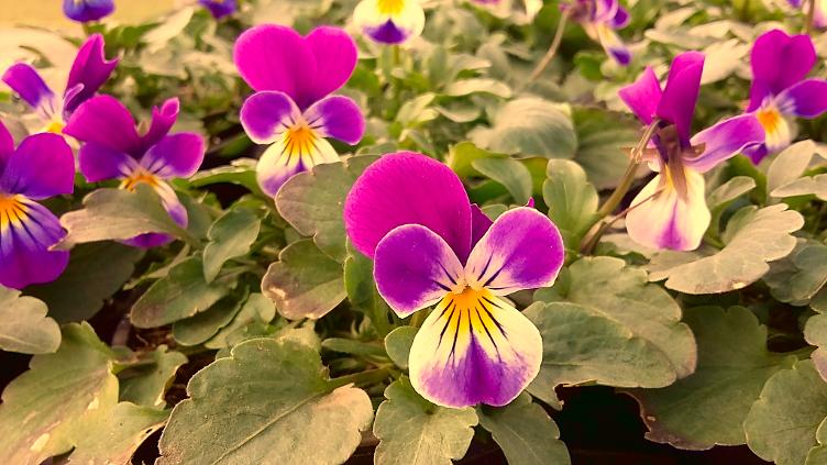 Viola tricolor - 0