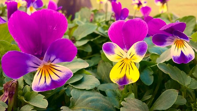 Viola tricolor