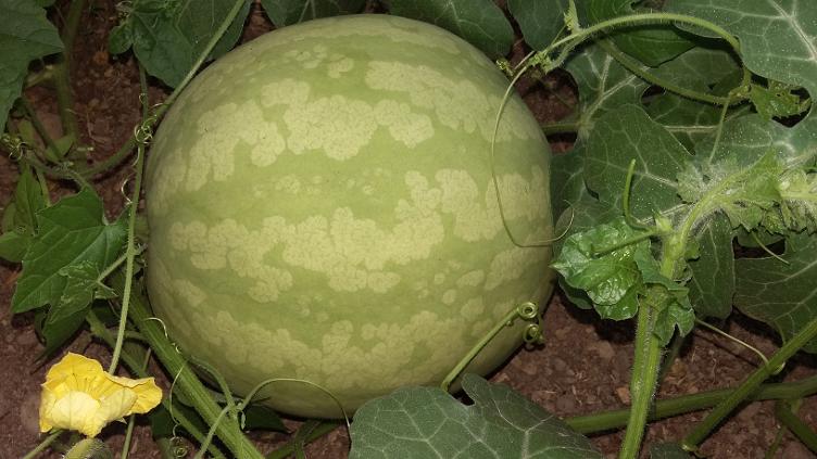 Wassermelone Konfi