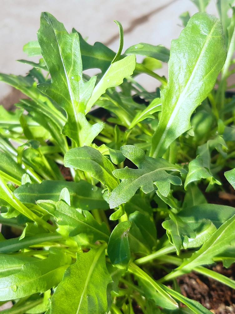 Wilde Rauke / Rucola mehrjährig