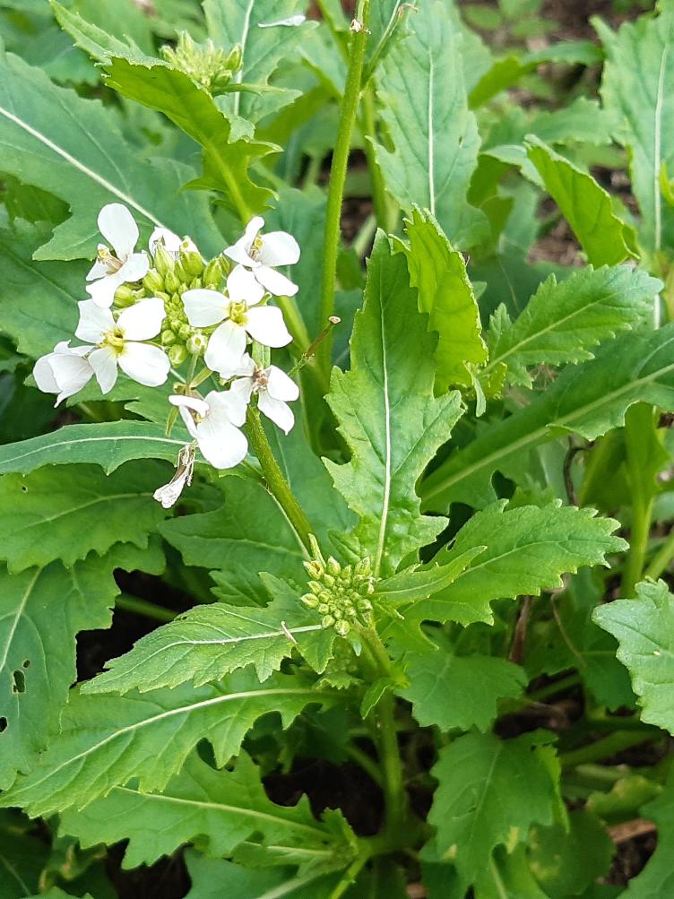 Wilde Rauke Wasabi