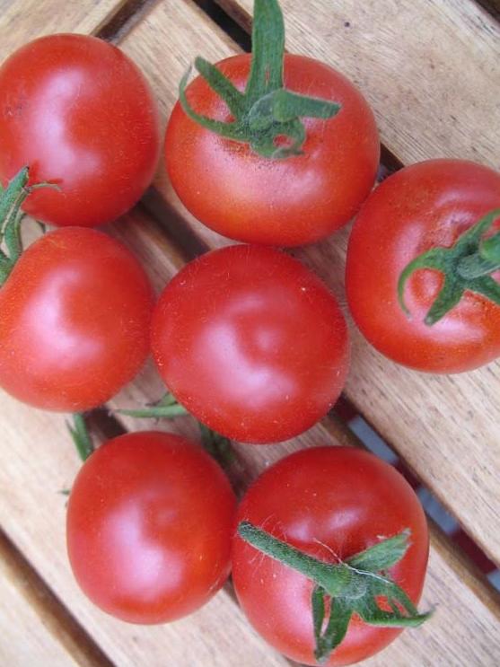 Wildtomate aus Mexiko