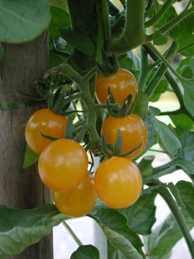 Wildtomate Golden Currant