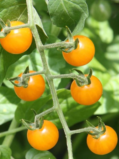 Wildtomate Johannisbeertomate gelb