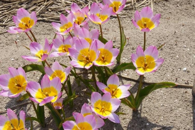 Wildtulpe Lilac Wonder