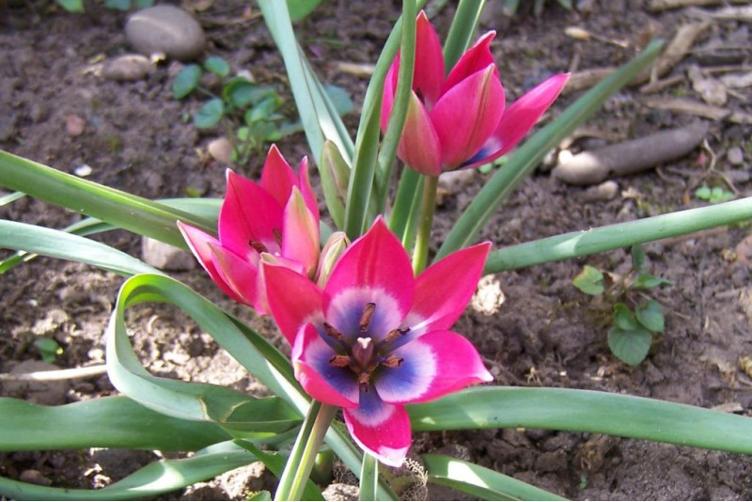 Wildtulpe Little Beauty