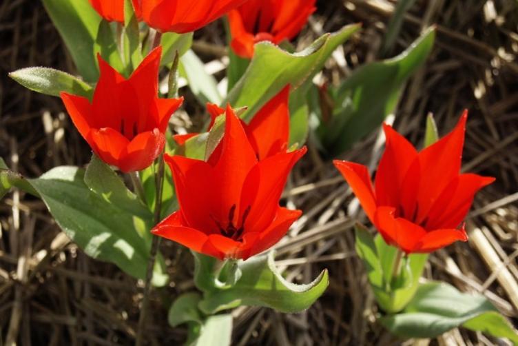 Wildtulpe Praestans