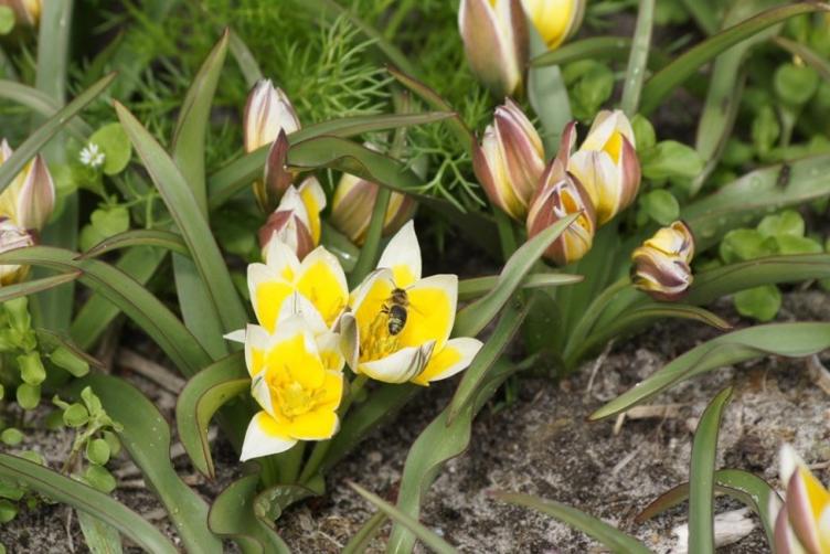 Wildtulpe Tarda
