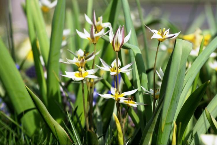 Wildtulpe turkestanica
