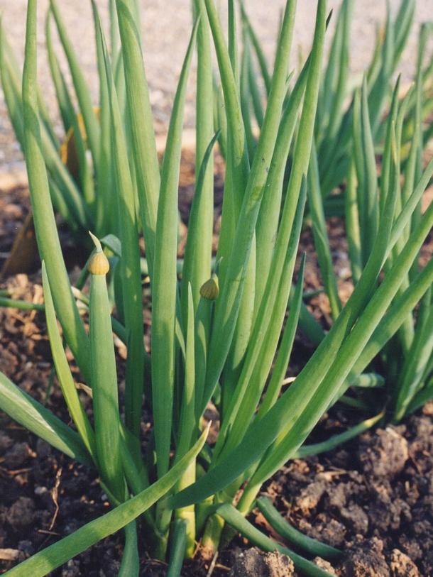 Winterheckenzwiebel Bornträger
