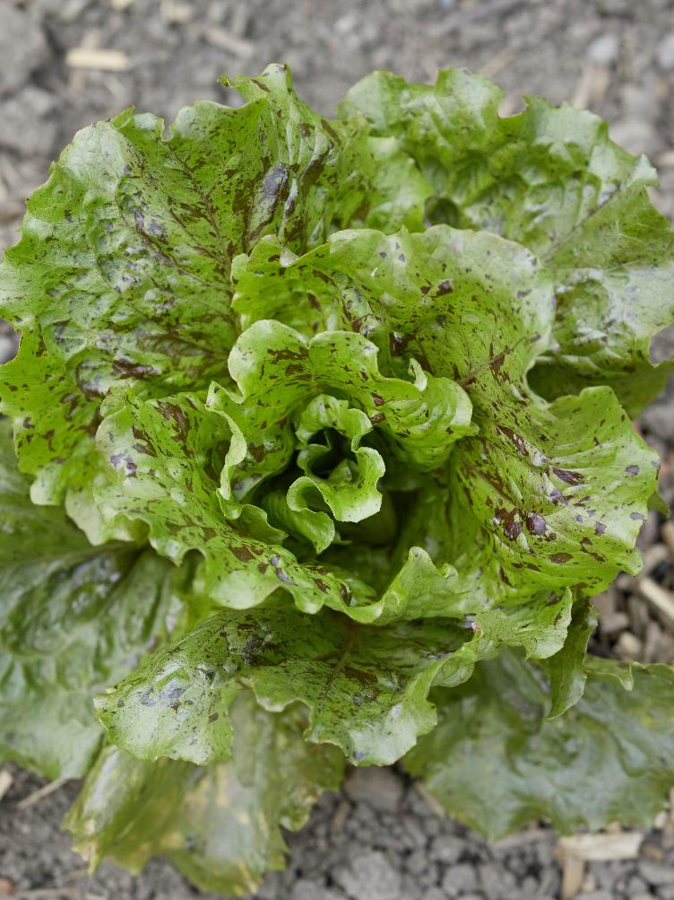 Winterkopfsalat Trémont