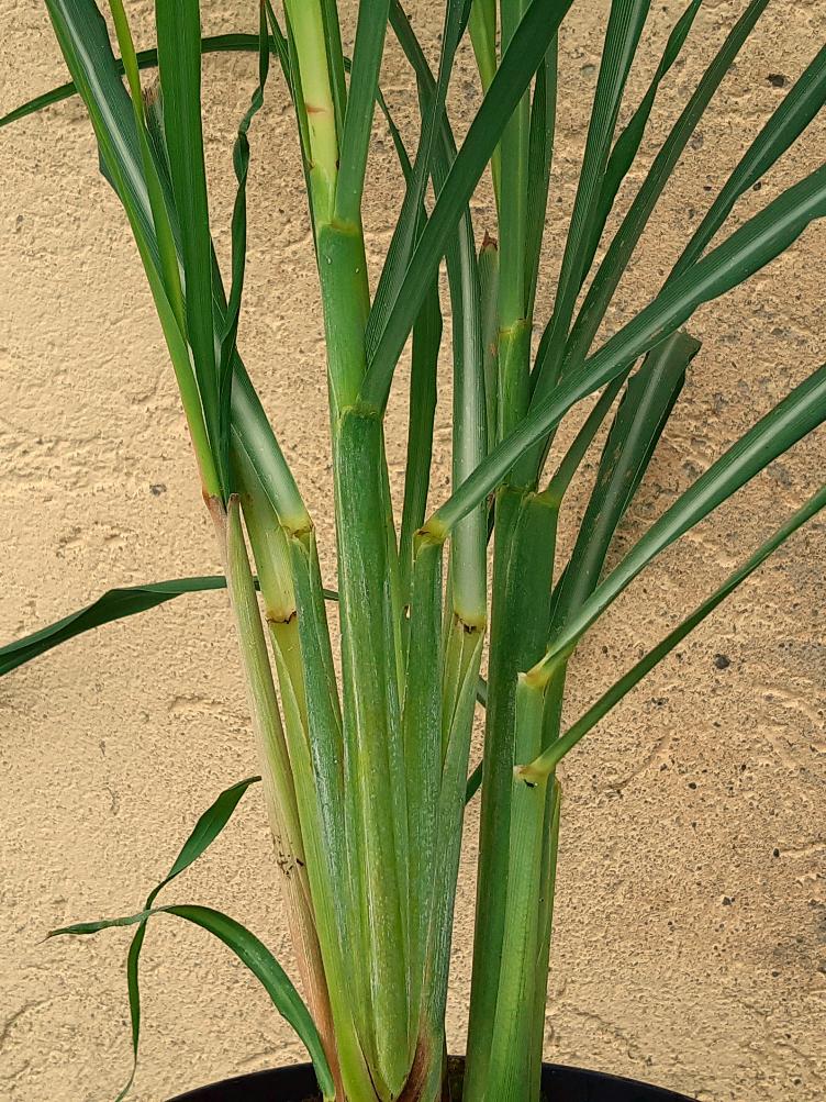 Zitronengras