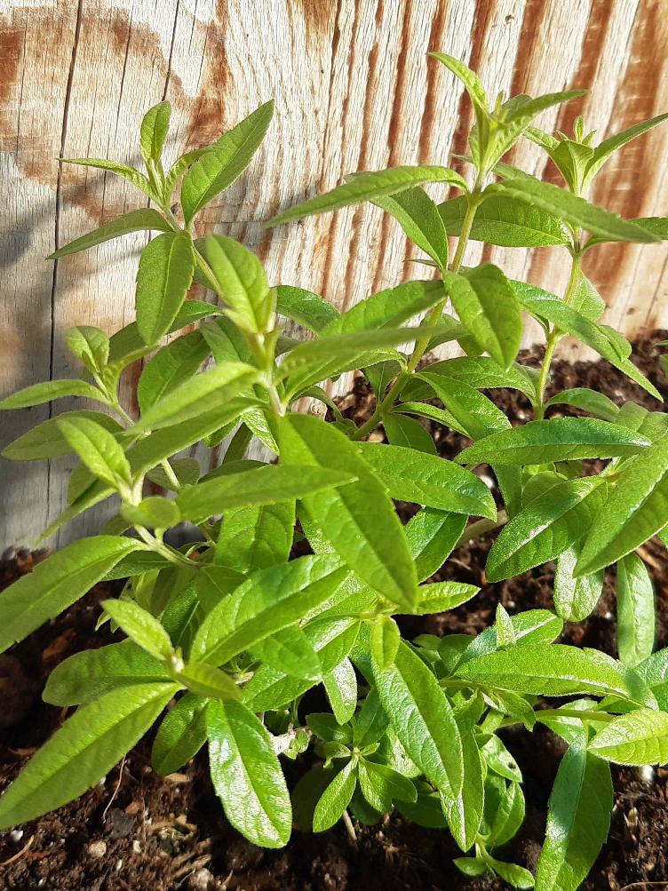 Zitronenstrauch / Verveine