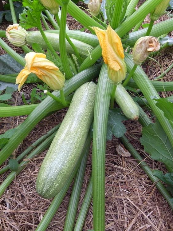 Zucchetti Alberello di Sarzana
