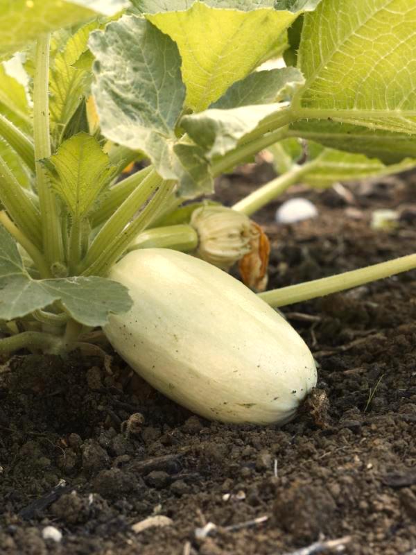 Zucchetti Blanche non Coureuse