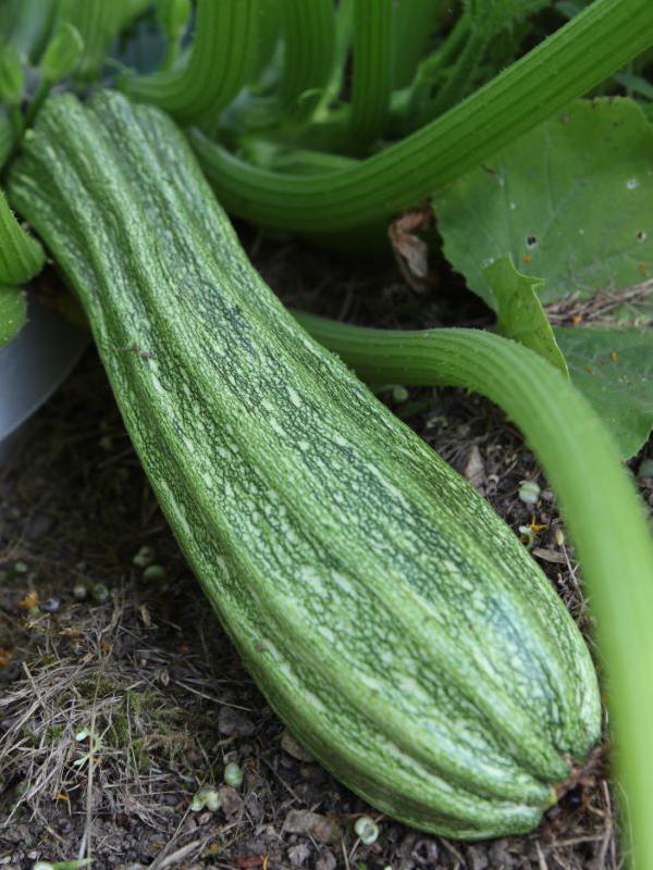 Zucchetti Costata Romanesco
