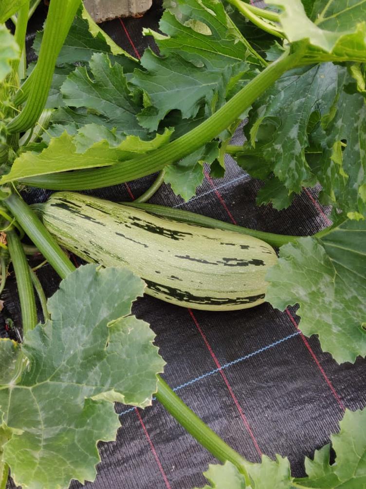 Zucchetti De gene striée vert-jaune