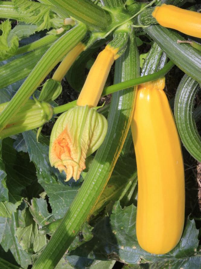 Zucchetti Sativa gelbe
