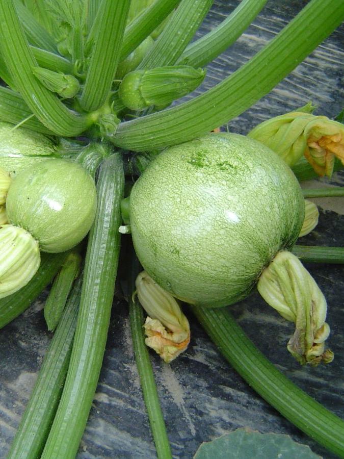 Zucchetti Tondo Chiaro di Nizza