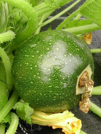 Zucchetti Tondo di Piacenza