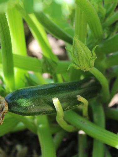 Zucchetti Verte des Maraîchers