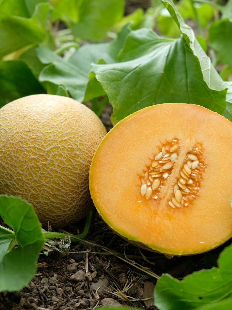 Zuckermelone Benarys Zuckerkugel