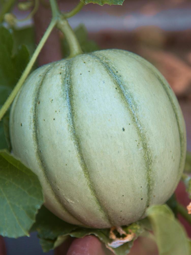 Zuckermelone Charantais