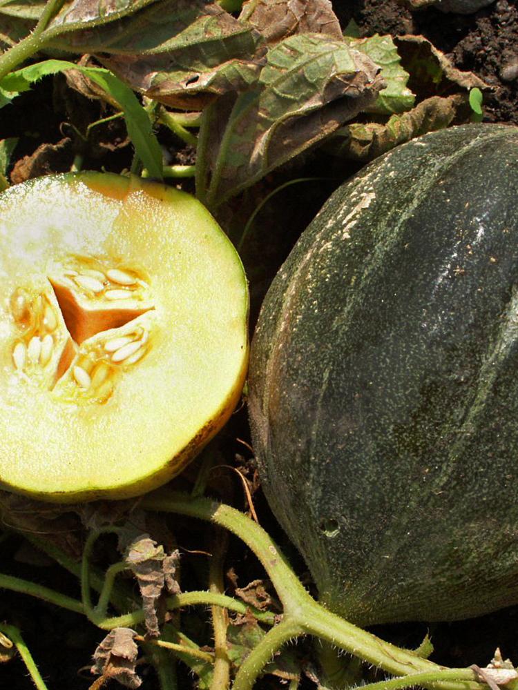 Zuckermelone Petit Gris de Rennes