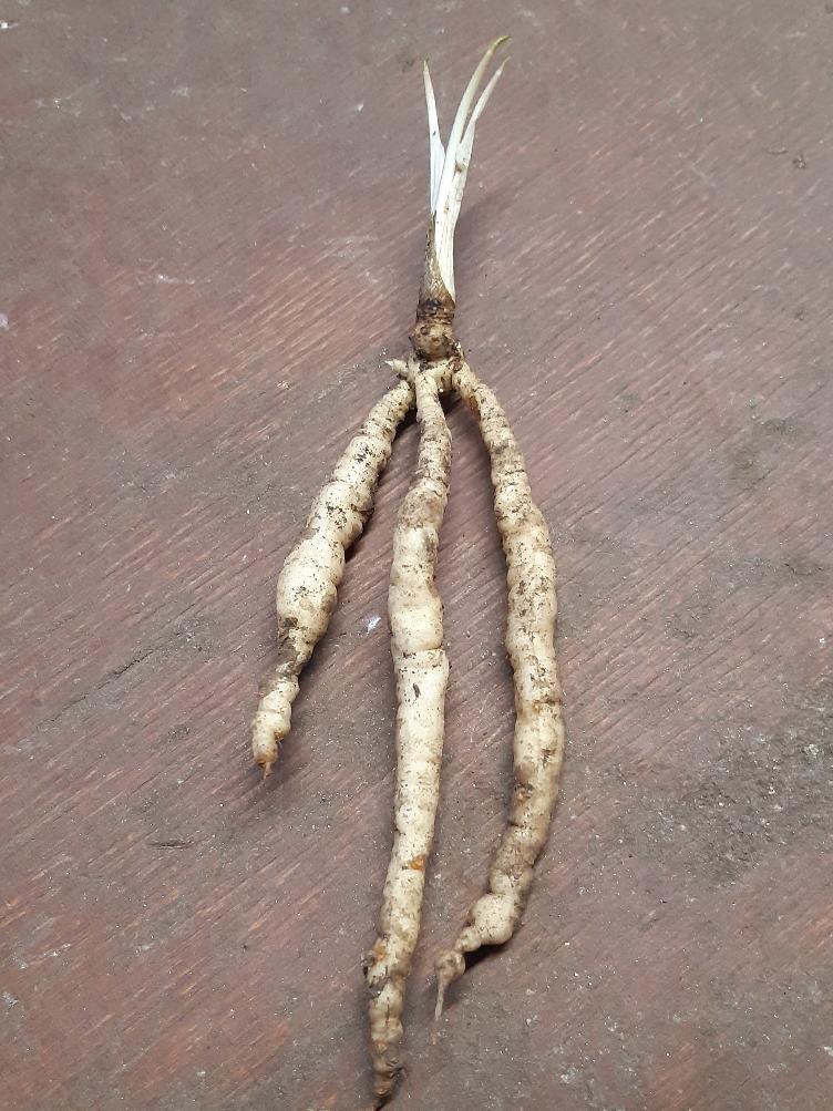Zuckerwurzel Auslese Dicke