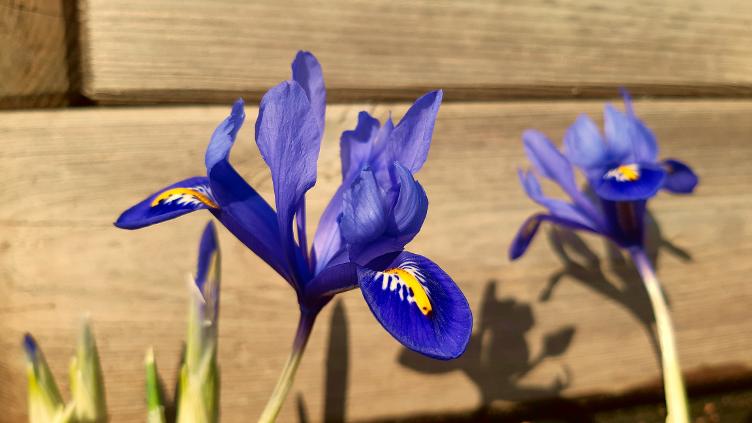 Zwerg-Iris