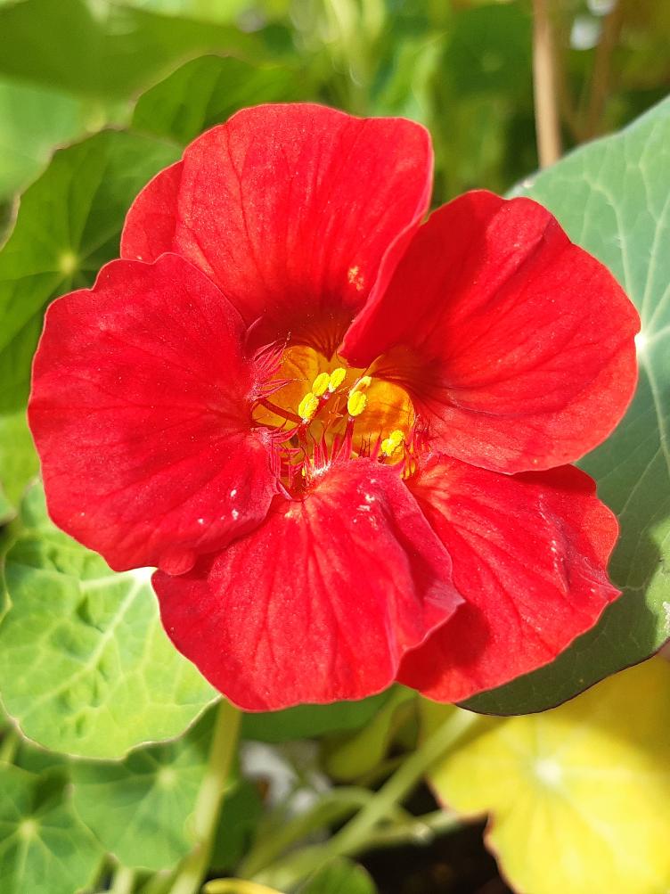 Zwerg Kapuzinerkresse Baby Red